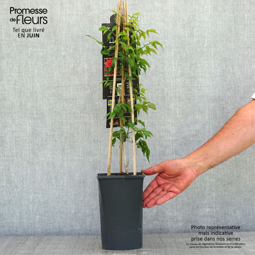 Example of Campsis radicans - Trompetklimmer Pot van 2 l/3 l as you get in printemps