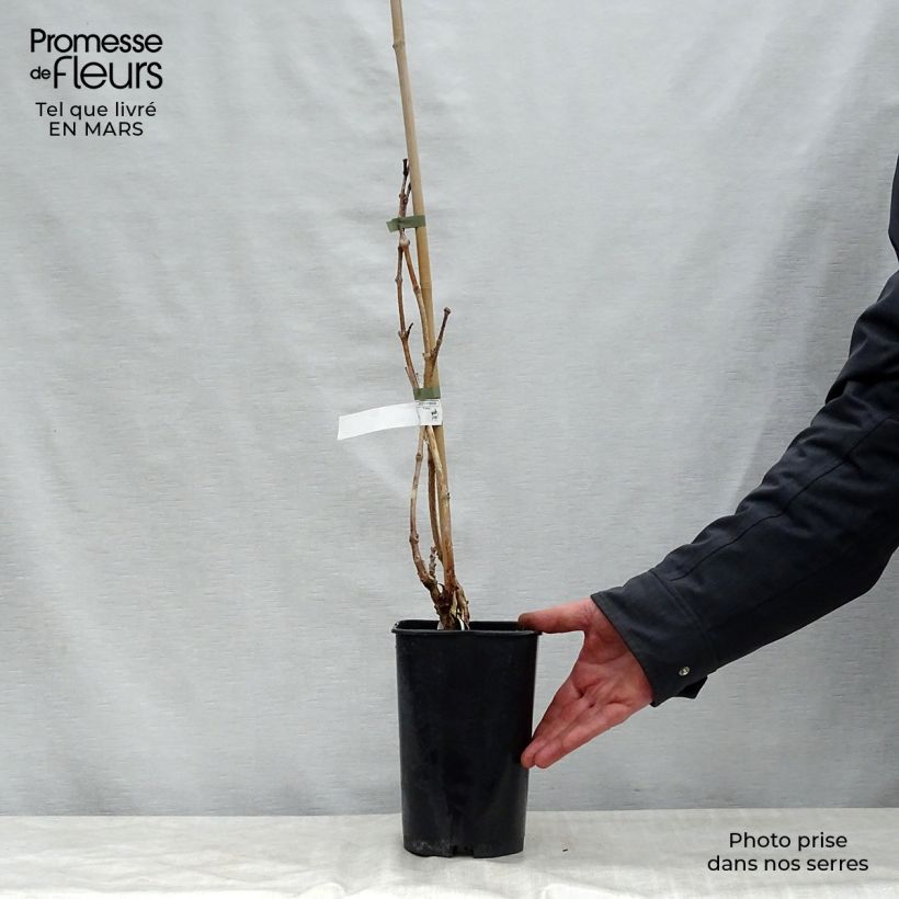 Exemplaar van Campsis radicans Indian Summer - Trompetklimmer Pot van 2 l/3 l zoals geleverd in de lente