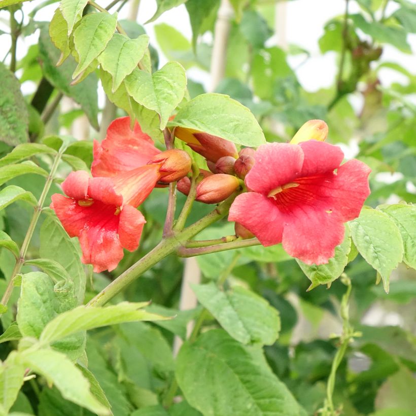 Campsis radicans Stromboli - Trompetklimmer (Bloei)