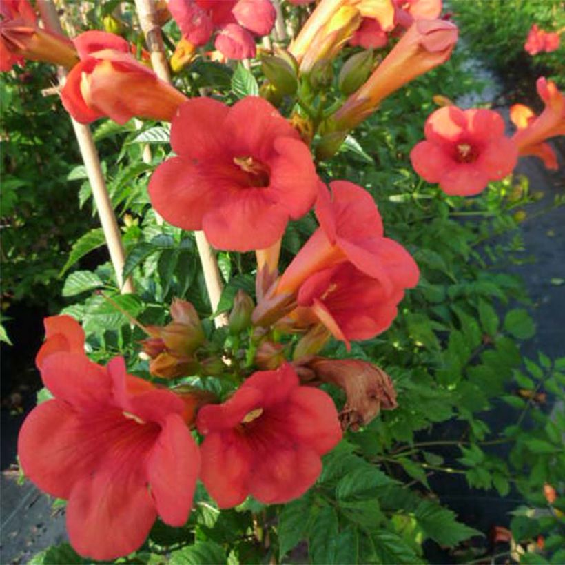 Campsis tagliabuana Madame Galen - Trompetklimmer (Flowering)