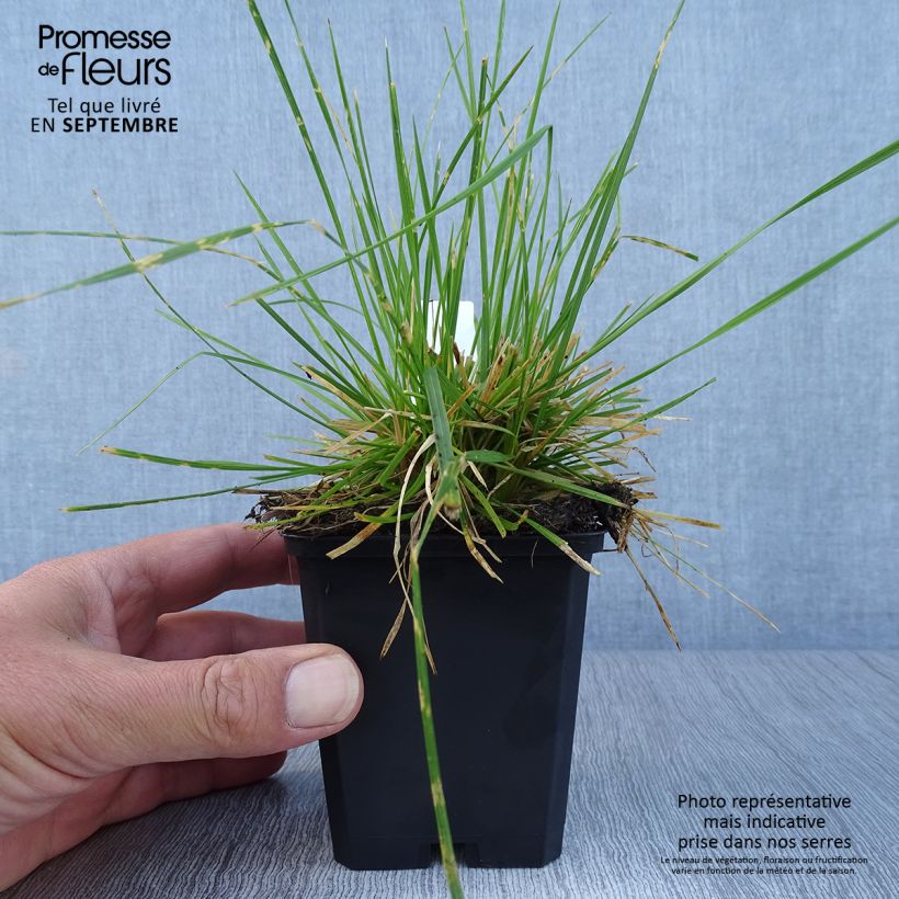 Exemplaar van Deschampsia cespitosa Northern Lights - Ruwe smele Kweekpotje van 8/9 cm zoals geleverd in de herfst
