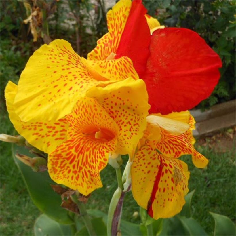 Canna Cleopatra - Indisch bloemriet (Bloei)