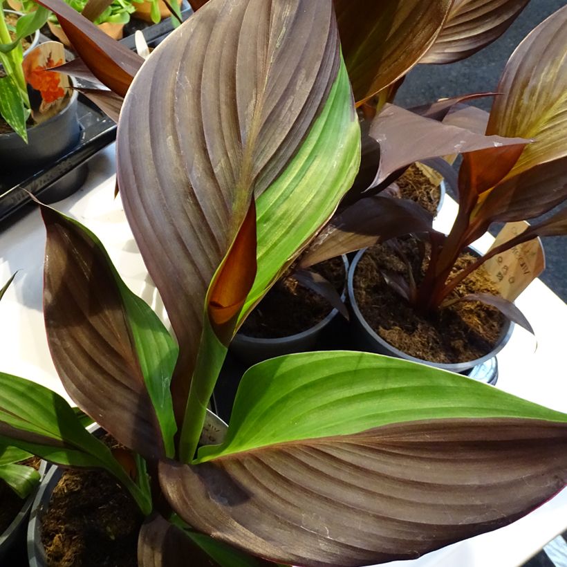 Canna Cleopatra - Indisch bloemriet (Blad)