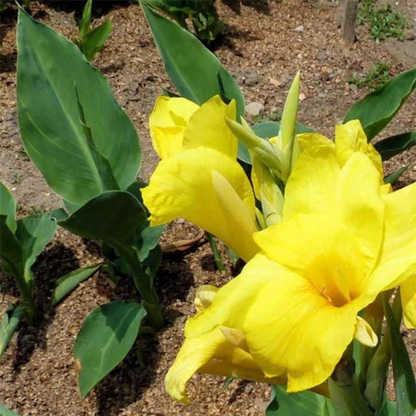 Canna Felix Ragout - Indisch bloemriet (Foliage)