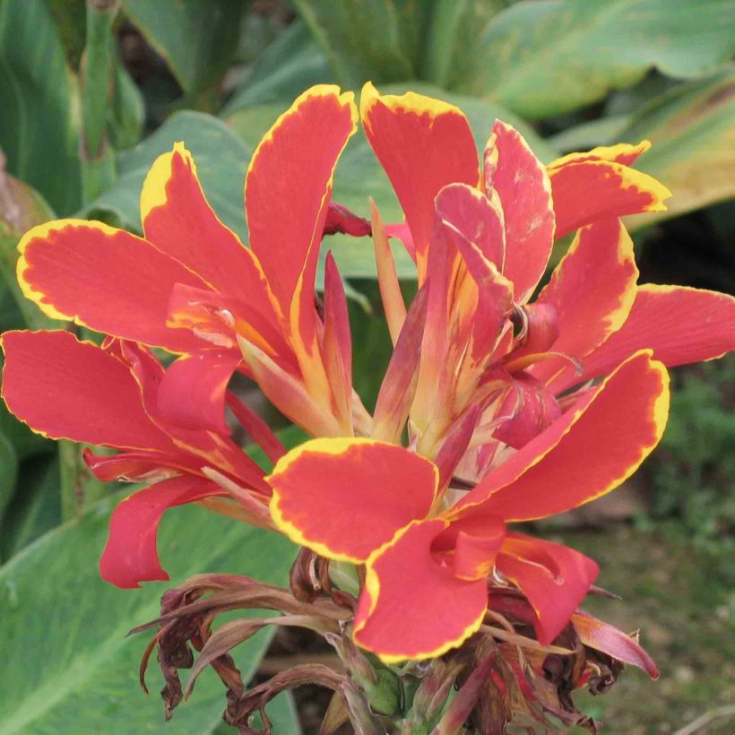 Canna Lucifer - Indisch bloemriet (Bloei)