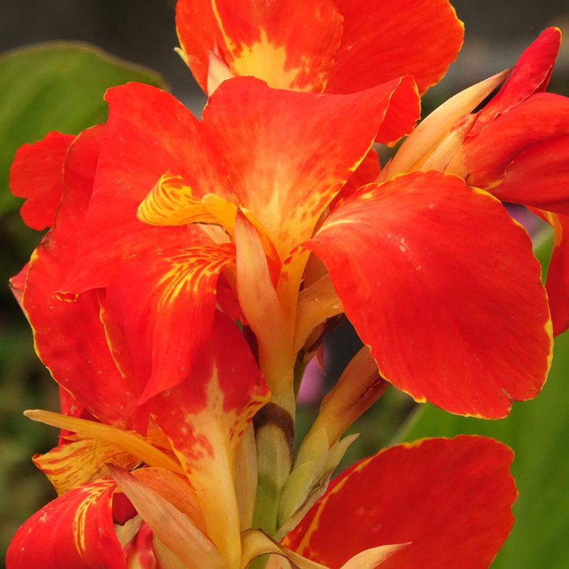 Canna Lucifer - Indisch bloemriet (Bloei)