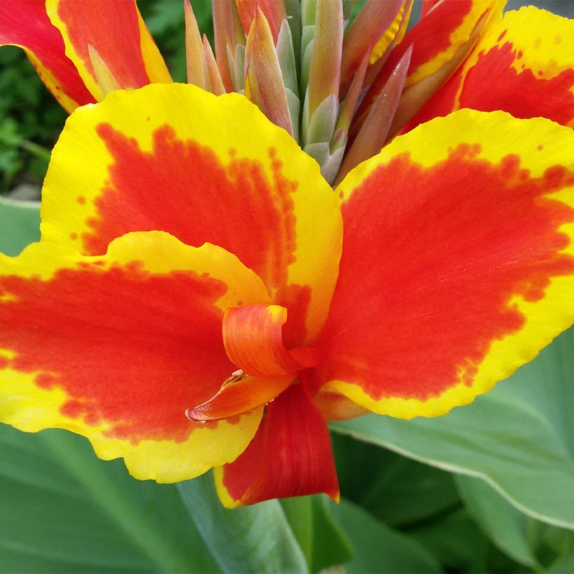 Canna Queen Charlotte - Indisch bloemriet (Bloei)