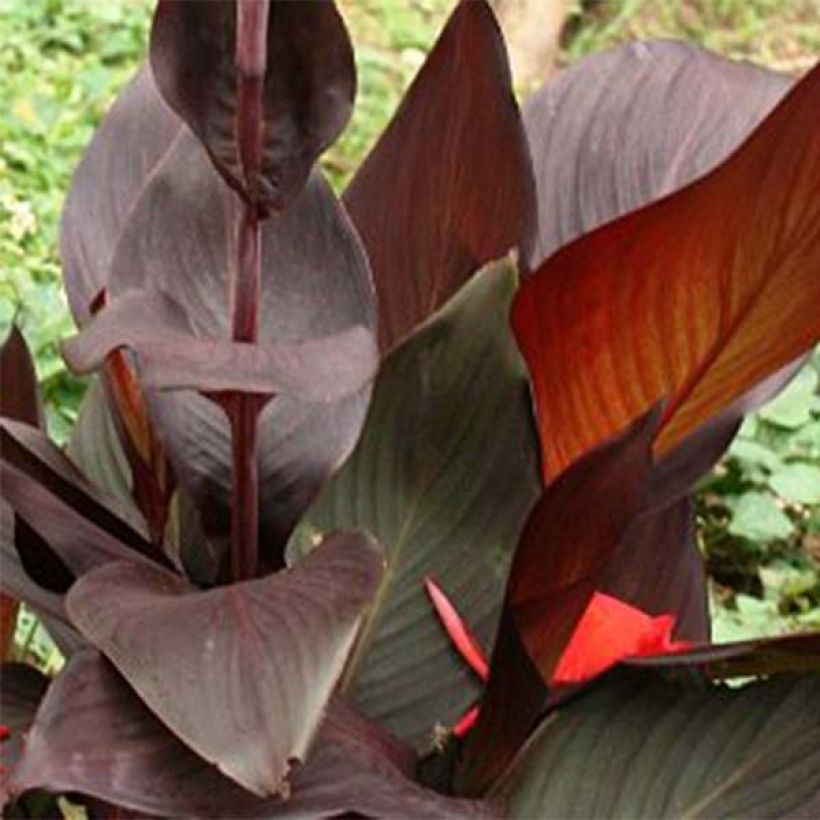 Canna Semaphore - Indisch bloemriet (Foliage)