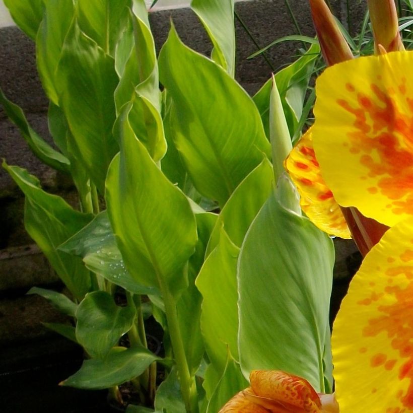 Canna Taroudant - Indisch bloemriet (Blad)