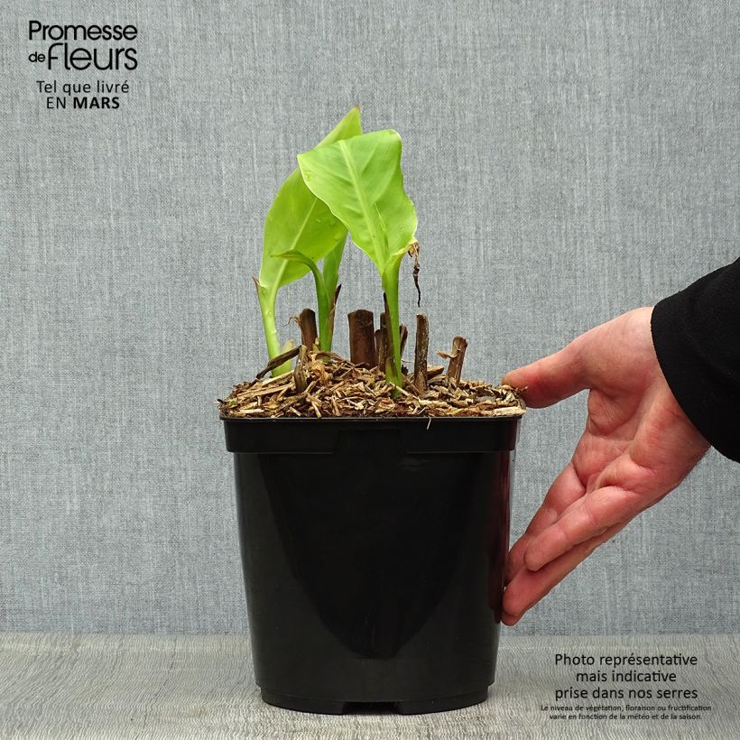 Exemplaar van Canna edulis - Indisch bloemriet Pot van 2 l/3 l zoals geleverd in de lente