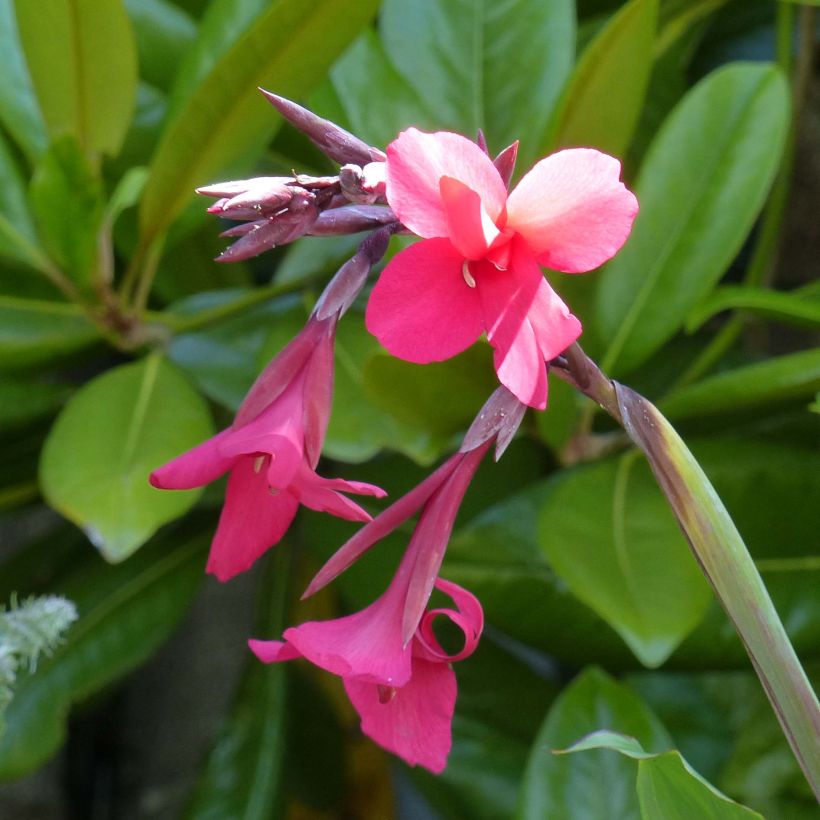 Canna iridiflora - Bloemriet (Bloei)