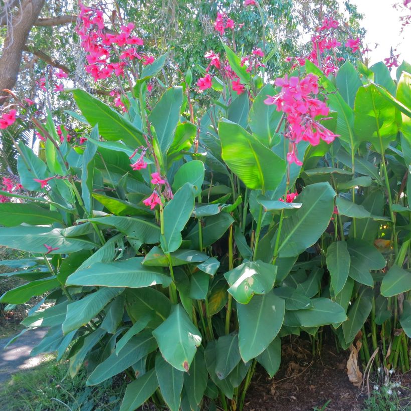 Canna iridiflora - Bloemriet (Groeiplaats)