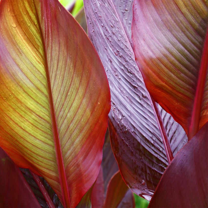 Canna Red Wine - Indisch bloemriet (Blad)