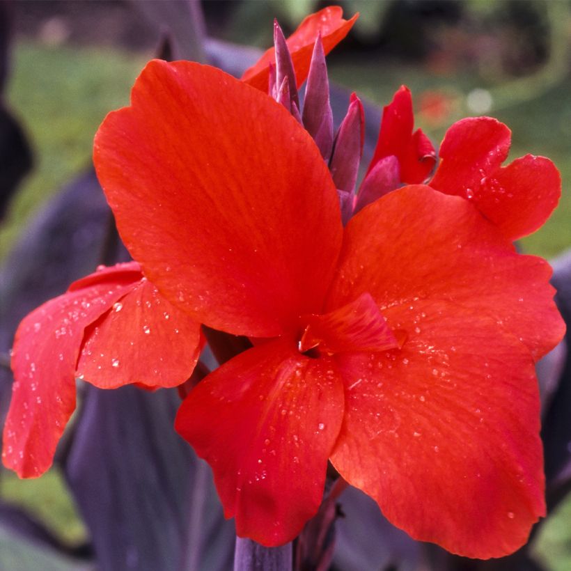 Canna Red Wine - Indisch bloemriet (Bloei)