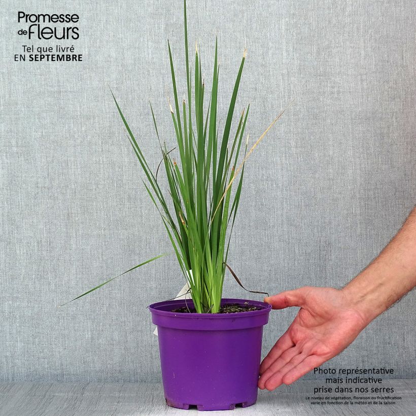 Exemplaar van Dierama Blackberry Bells - Engelenhengel Pot van 2 l/3 l zoals geleverd in de zomer