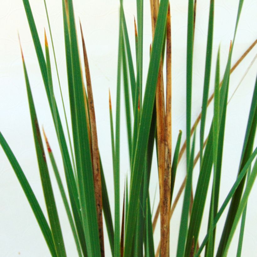 Dierama Pink Rocket - Engelenhengel (Blad)