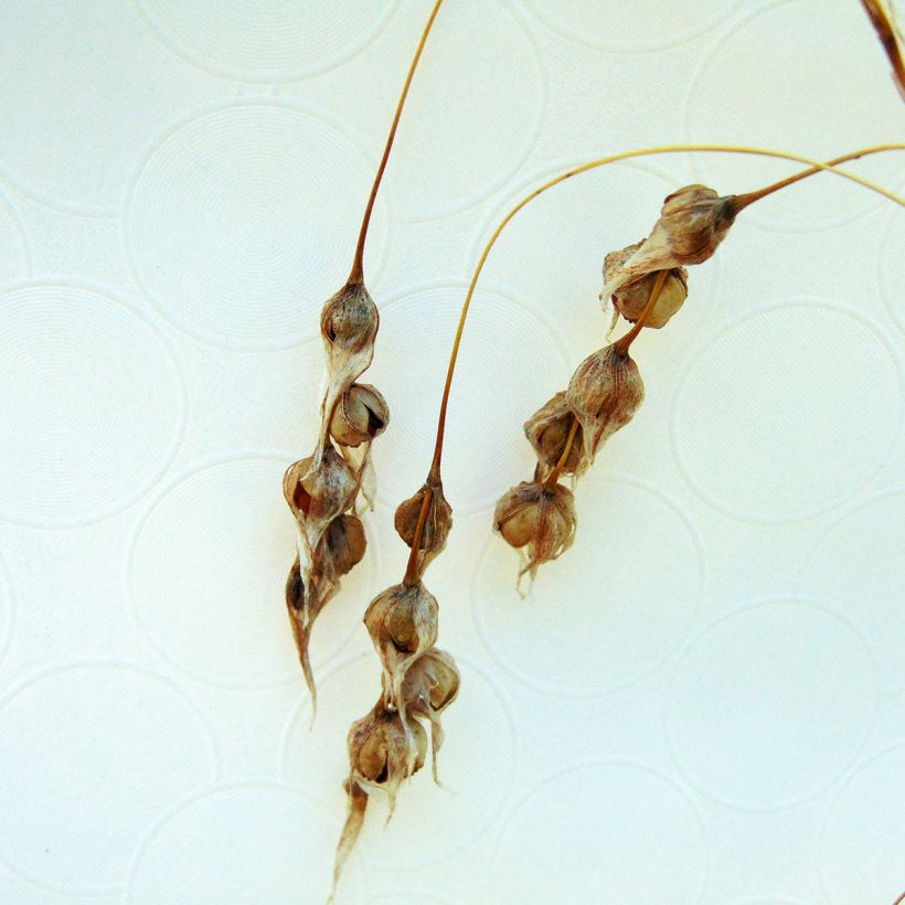 Dierama Pink Rocket - Engelenhengel (Oogst)