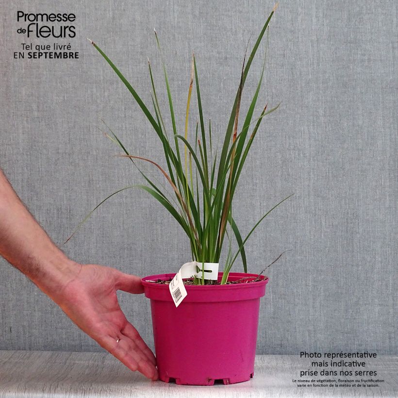 Exemplaar van Dierama Pink Rocket - Engelenhengel Pot van 2 l/3 l zoals geleverd in de zomer