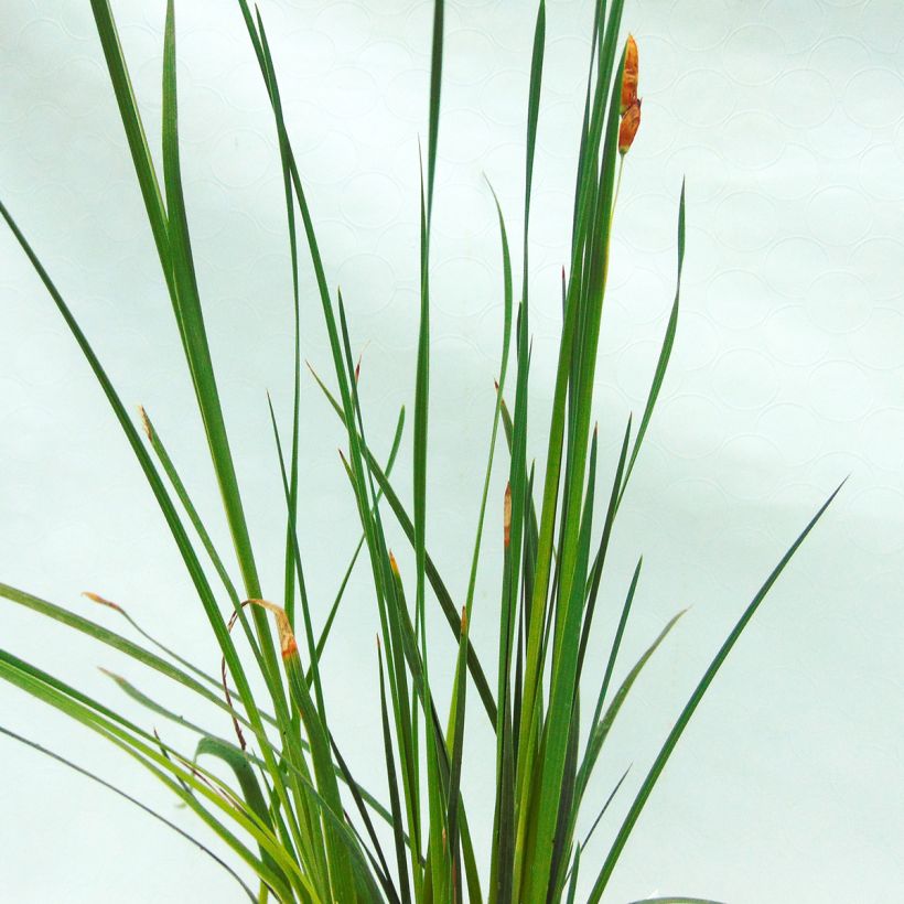 Dierama trichorhizum - Engelenhengel (Blad)