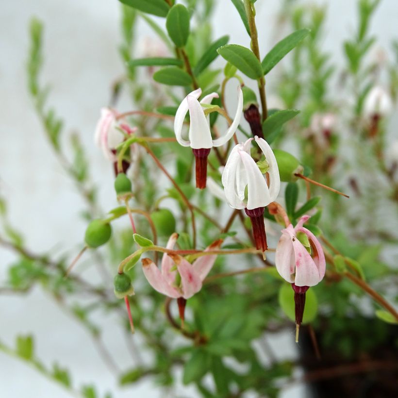 Cranberry Pilgrim (Flowering)