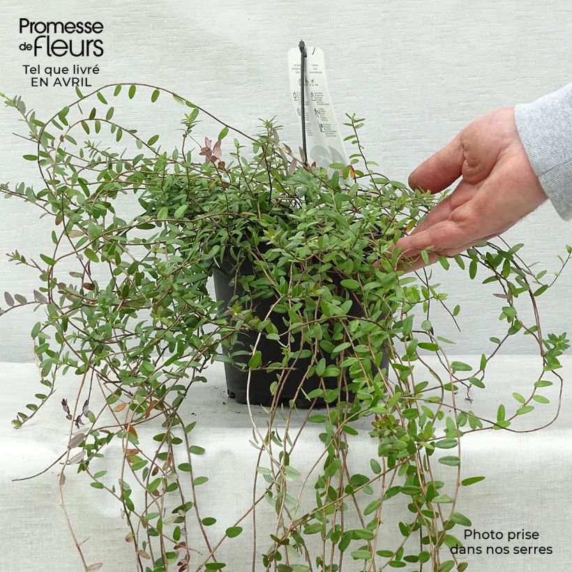Example of Cranberry Pilgrim Pot van 1,5 l/2 l, Struik as you get in printemps