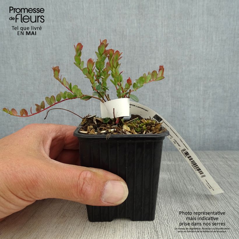 Example of Cranberry Pilgrim Kweekpotje van 8/9 cm as you get in printemps