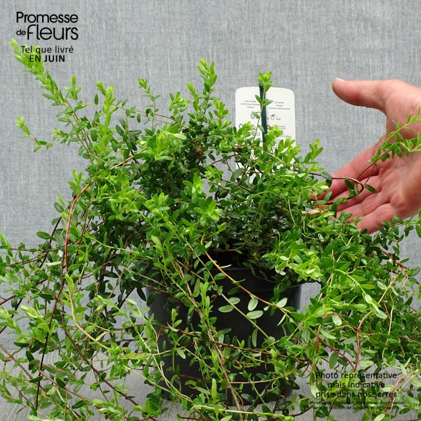 Exemplaar van Cranberry Pilgrim Pot van 1,5 l/2 l, Struik zoals geleverd in de zomer