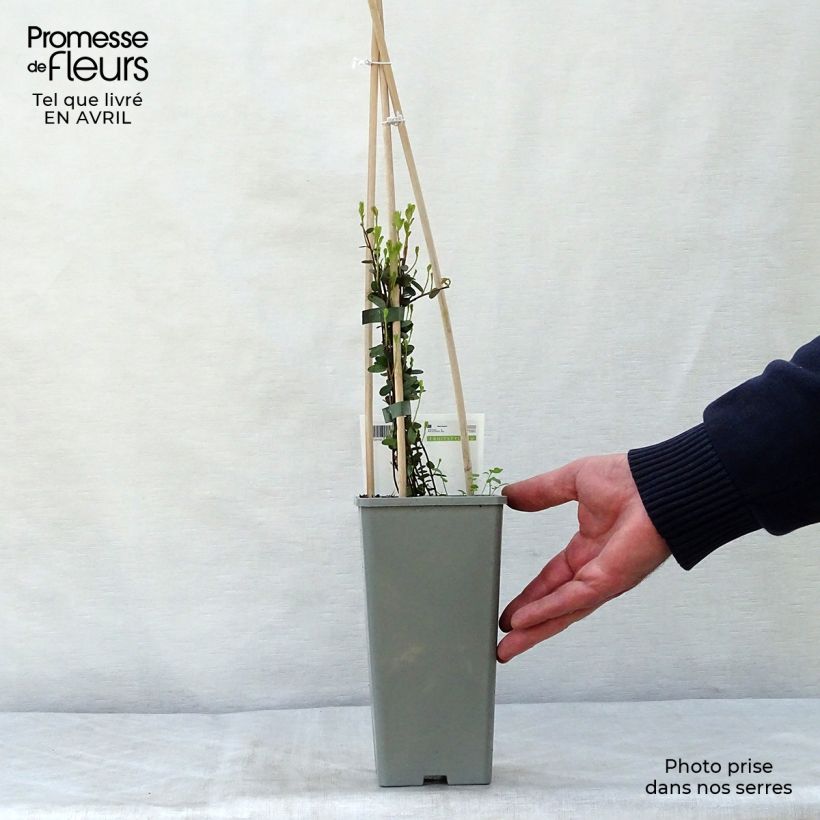 Exemplaar van Cranberry Early Black Pot van 1,5 l/2 l, Struik zoals geleverd in de lente