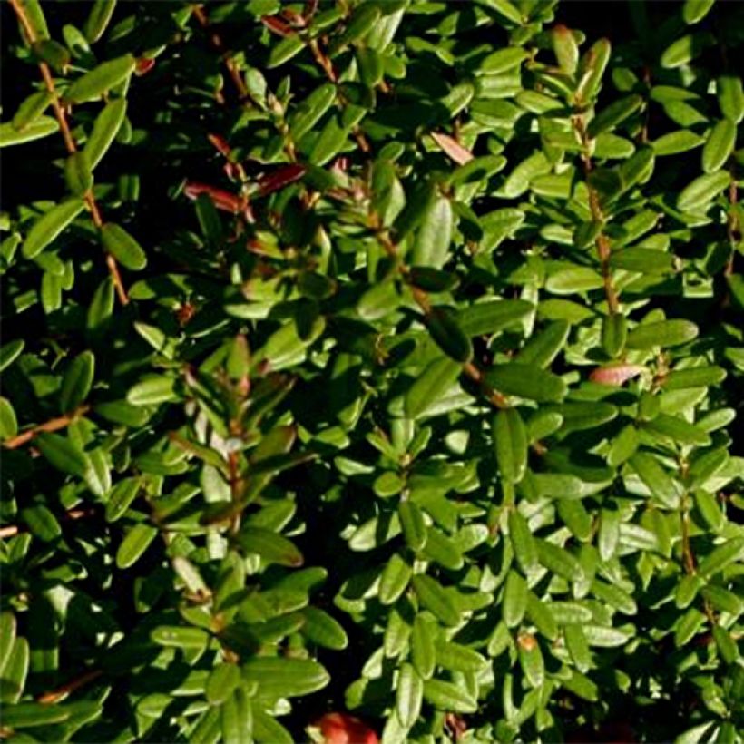 Cranberry Pilgrim (Foliage)