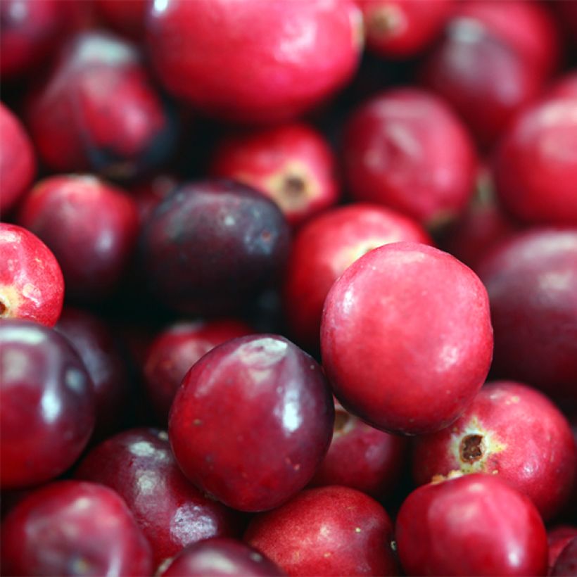 Cranberry Pilgrim (Harvest)