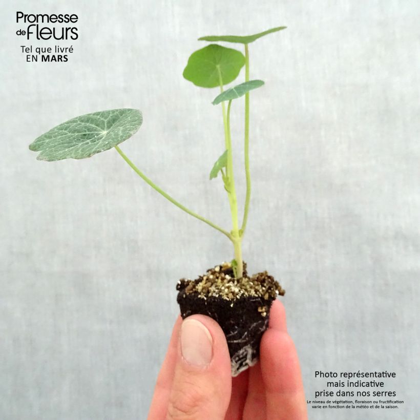 Exemplaar van Oost-Indische kers Baby Orange - Tropaeolum majus Mini-mot Ø 3/4 cm zoals geleverd in de lente