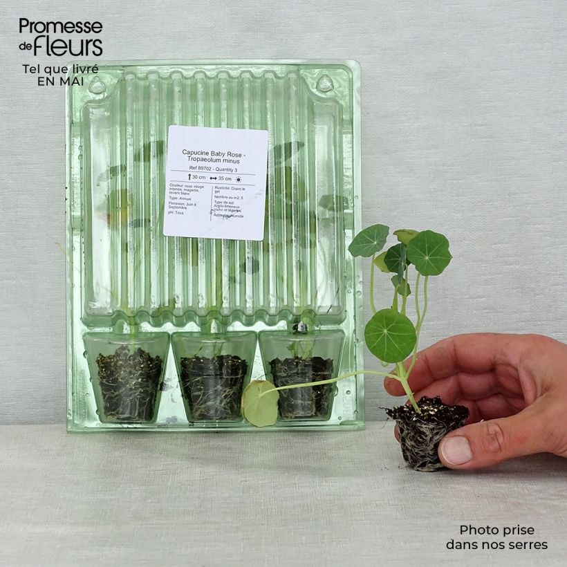 Exemplaar van Oost-Indische kers Baby Roze - Tropaeolum minus Mini-mot Ø 3/4 cm zoals geleverd in de lente