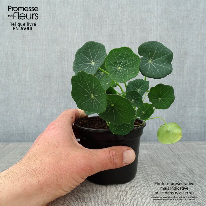 Exemplaar van Oost-Indische kers Baby Roze - Tropaeolum minus Kweekpotje van 8/9 cm zoals geleverd in de lente