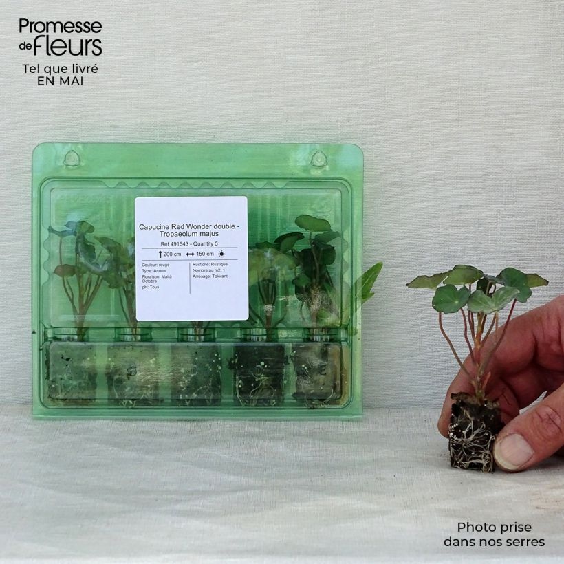 Exemplaar van Oost-Indische kers dubbel Red Wonder Double (zaad) - Tropaeolum majus Mini-mot Ø 1,5/2,5 cm zoals geleverd in de lente