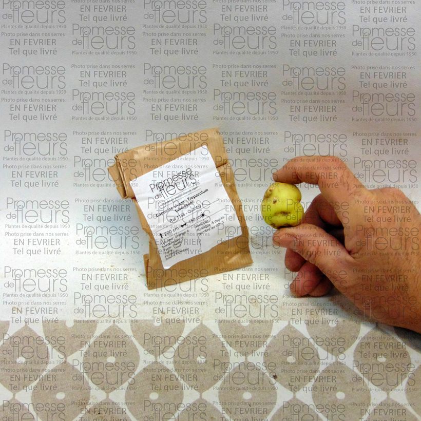 Voorbeeld van een exemplaar van Tropaeolum tuberosum - Knolcapucien Bol zoals geleverd