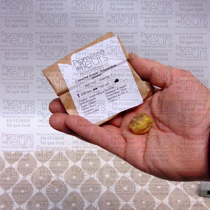 Voorbeeld van een exemplaar van Tropaeolum tricolor - Chileense knolklimmer Bol kaliber I zoals geleverd