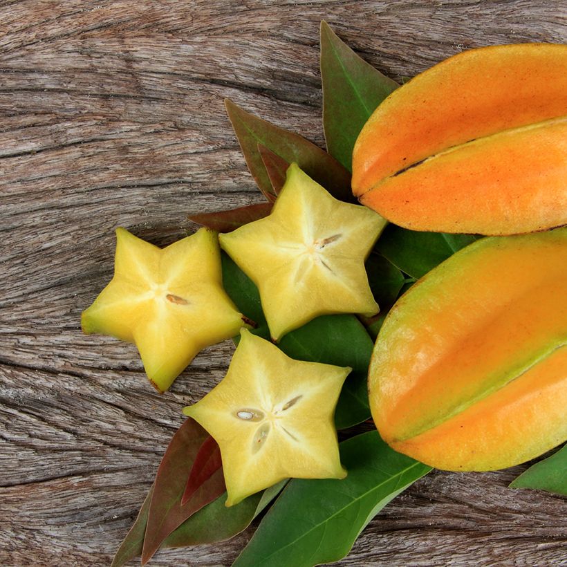 Stervrucht - Averrhoa carambola Arkin (Oogst)