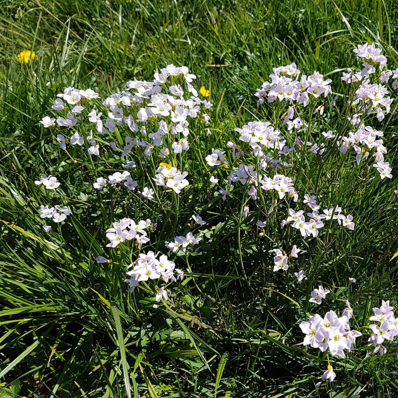Cardamine pratensis - Pinksterbloem (Groeiplaats)