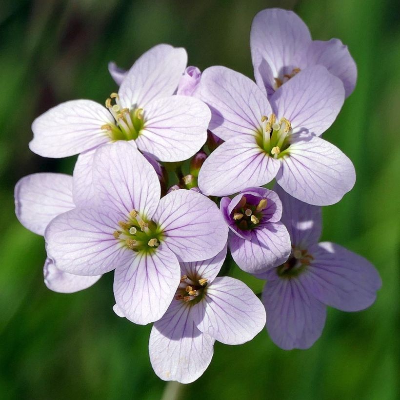 Cardamine pratensis - Pinksterbloem (Bloei)