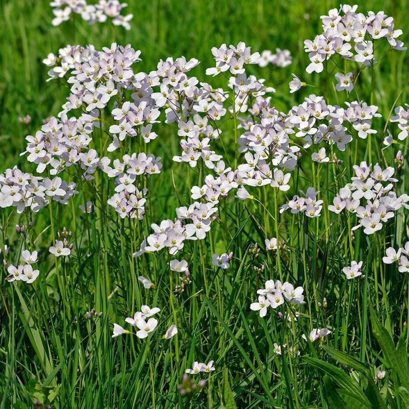 Cardamine pratensis - Pinksterbloem (Groeiplaats)