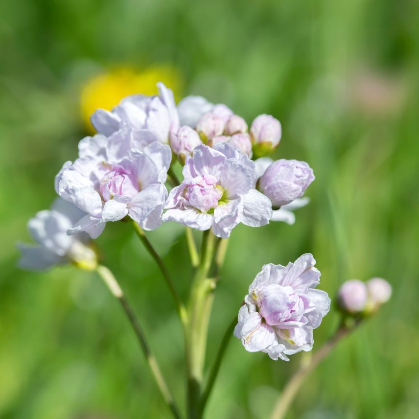 Cardamine pratensis Flore Pleno - Pinksterbloem (Bloei)