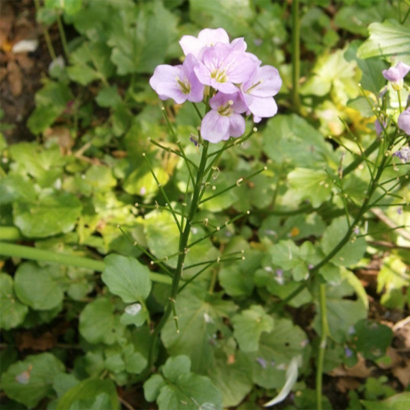 Cardamine raphanifolia - Veldkers (Groeiplaats)