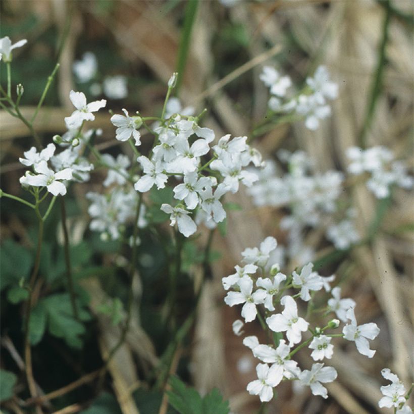 Cardamine trifolia - Veldkers (Bloei)