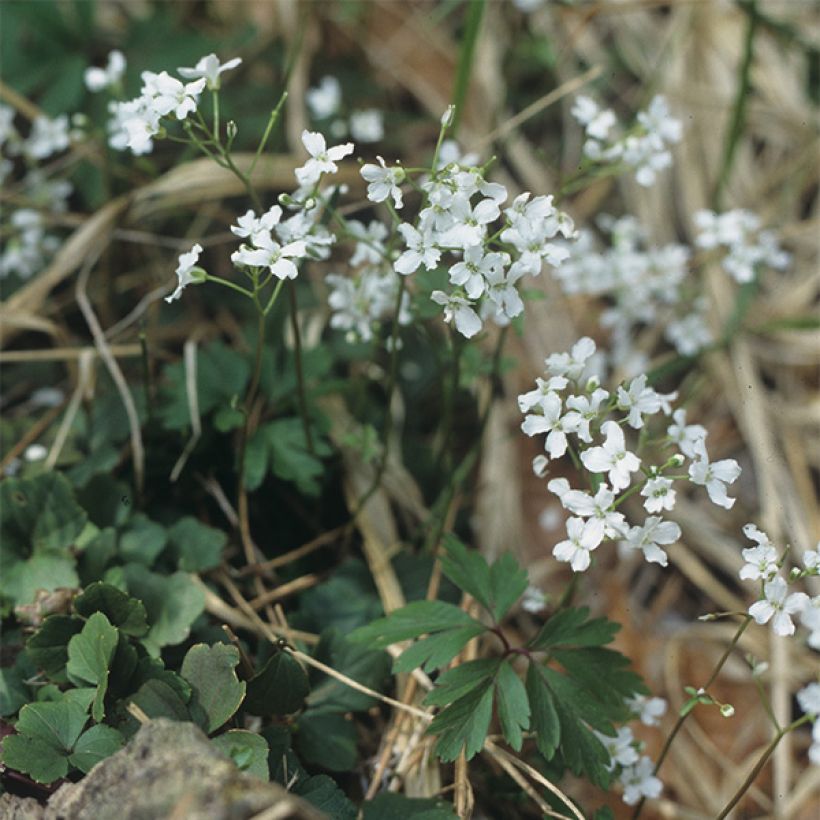 Cardamine trifolia - Veldkers (Groeiplaats)