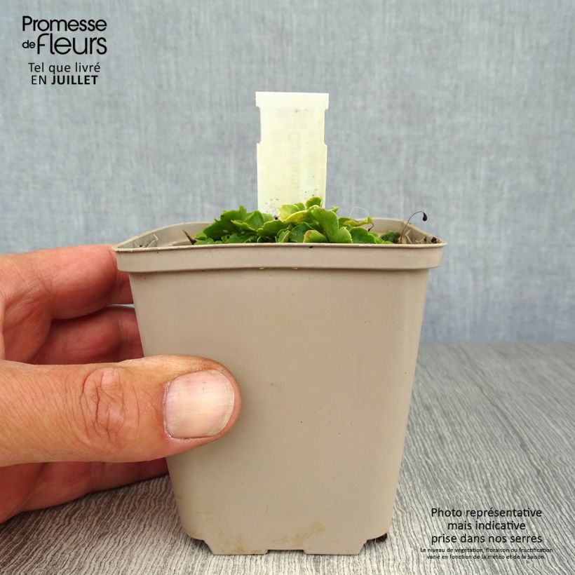 Exemplaar van Cardamine trifolia - Veldkers Kweekpotje van 8/9 cm zoals geleverd in de zomer