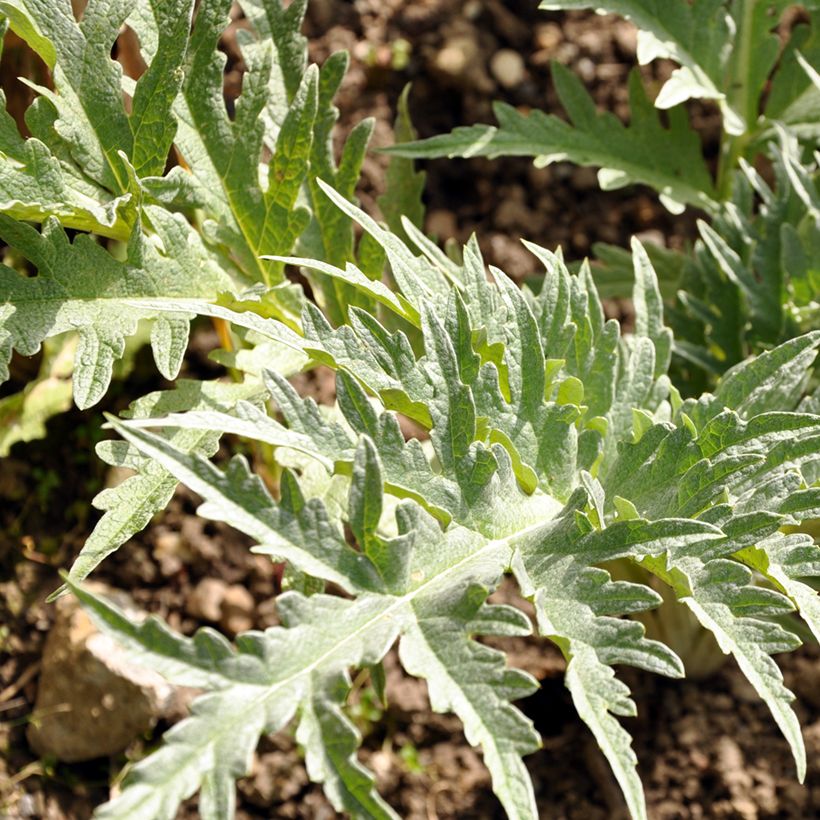 Kardoen Vaulx Velin (zaad) (Blad)