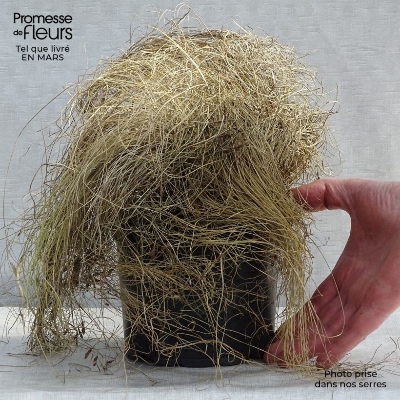 Example of Carex comans Frosted Curls - Zegge Pot van 2 l/3 l as you get in printemps