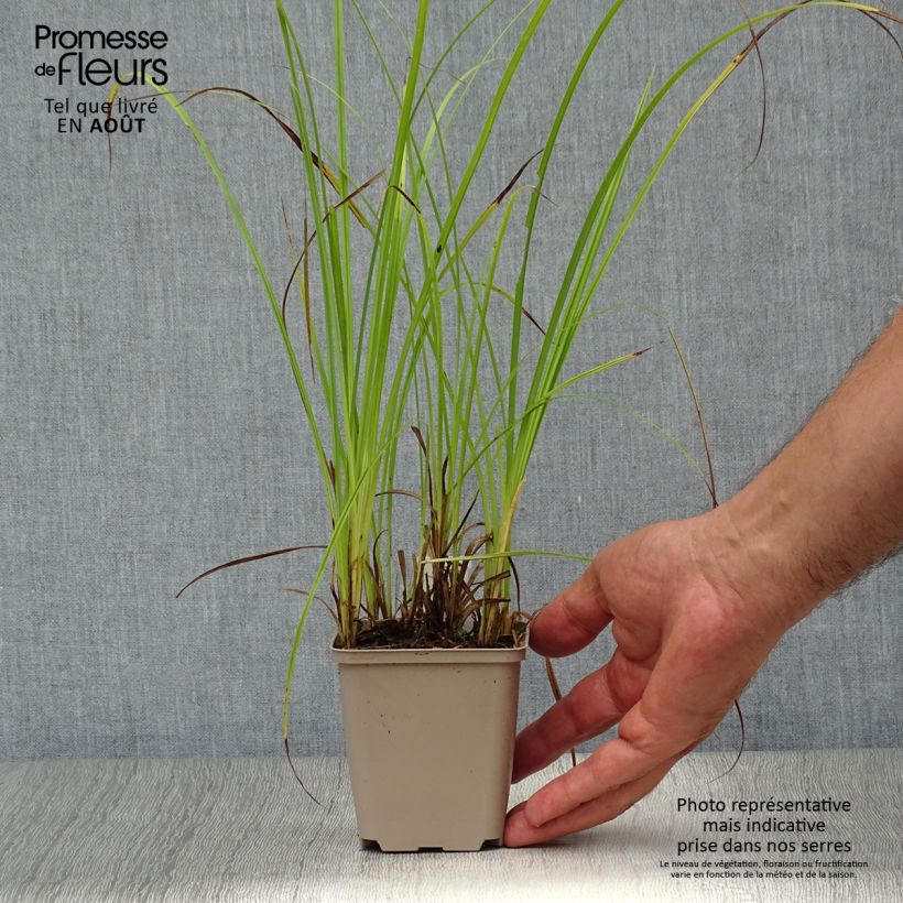 Exemplaar van Carex acutiformis - Moeraszegge Kweekpotje van 8/9 cm zoals geleverd in de zomer
