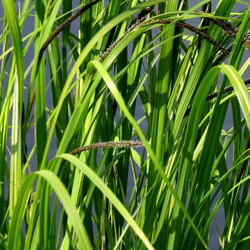 Carex acutiformis - Moeraszegge (Blad)