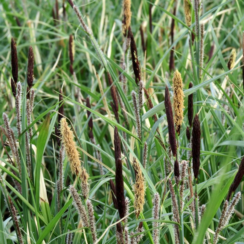 Carex acutiformis - Moeraszegge (Bloei)